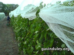 Picking grapes