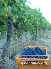 Grapevines