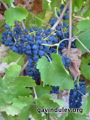 Bunch of Shiraz grapes