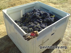 Grapes in bin