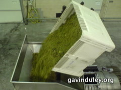 Grapes being poured into the airbag press