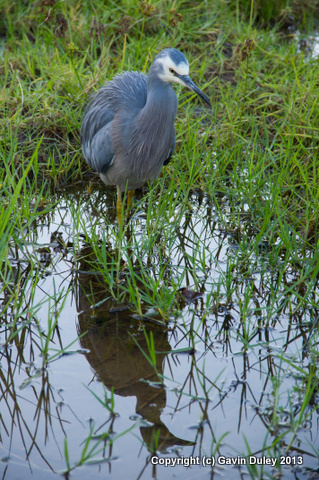 Heron