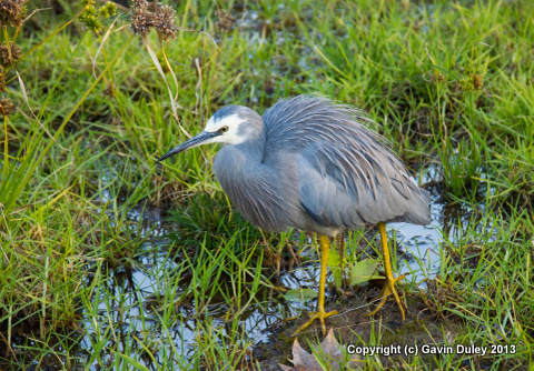 Heron