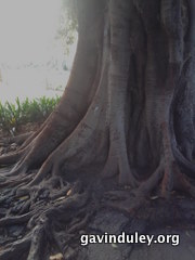 Adelaide Botanic Gardens