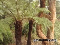 Adelaide Botanic Gardens