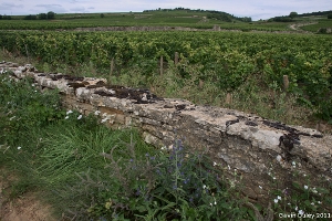 Vineyards near Beaune